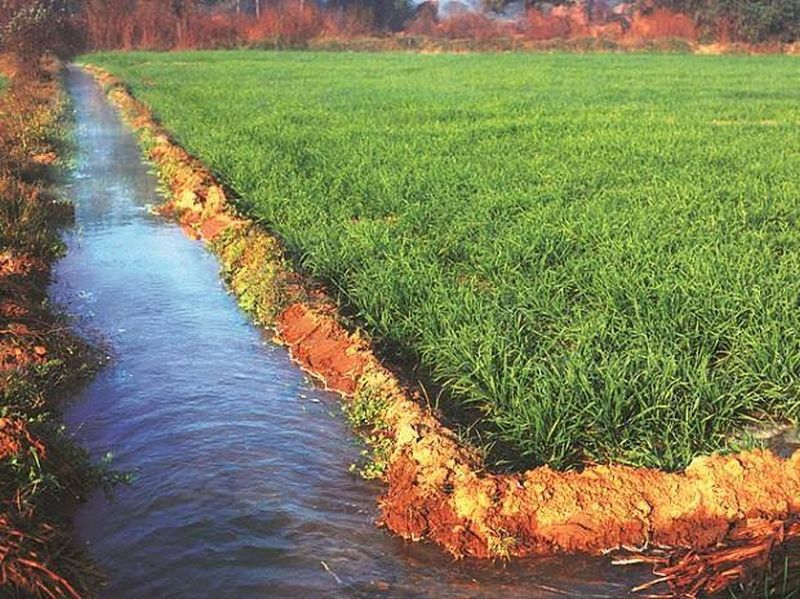 Planning of irrigation of 38 to 40 thousand hectares in Akola district | अकोला जिल्ह्यात ३८ ते ४० हजार हेक्टर सिंचनाचे नियोजन