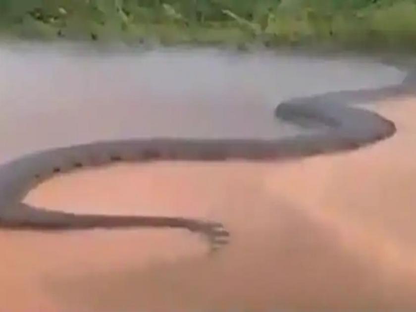 Viral video in brazil 50 feet anaconda crossing a river | बापरे! नदीत पोहोताना दिसला तब्बल ५० फुटांचा अ‍ॅनाकोंडा; वाचा व्हायरल व्हिडीओ मागचं सत्य