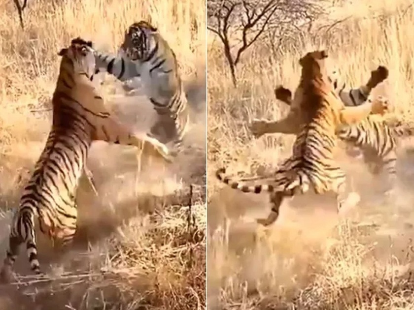 Tigers territorial fight video goes viral from ranthambhore | बापरे! कधीही पाहिली नसेल दोन वाघांमधील 'अशी' लढाई; पाहा थरारक व्हिडीओ