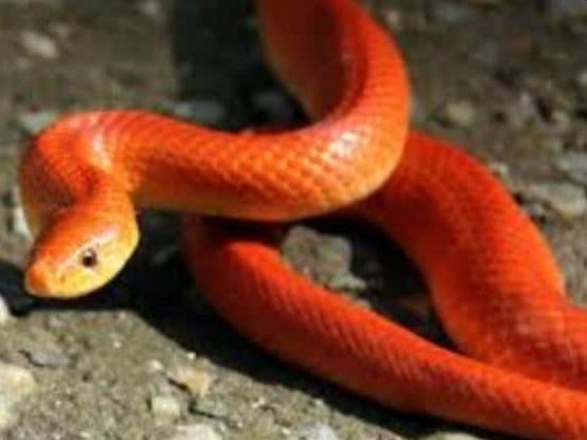 Uttarakhand forest officials rescue rare red coral kukri snake | तब्बल ८४ वर्षानंतर नैनीतालमध्ये दिसला लाल रंगाचा दुर्मिळ साप; खासियत वाचून चकित व्हाल