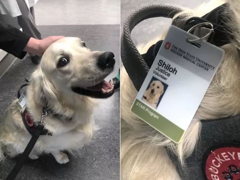 Ohio state universitys medical center hires cute doggo pics goes viral | वाह, नशीब चमकलं! रुग्णालयात कुत्र्याला नोकरीवर ठेवलं; अन् आता करतोय 'हे' काम