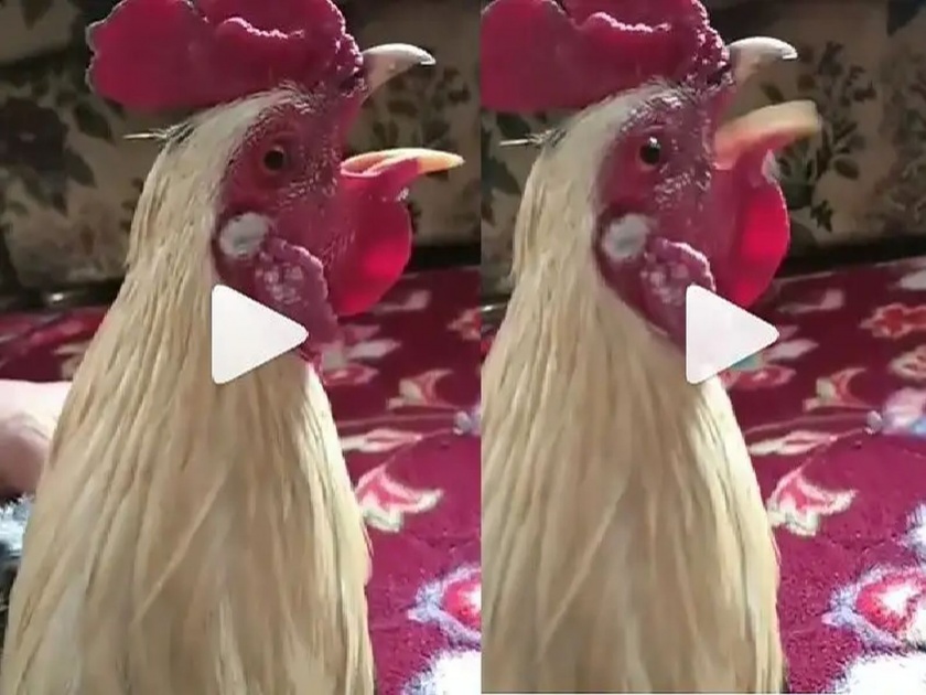 Viral Video : Cock shouted allah allah funny video goes viral social media | Viral Video : कमालच झाली राव! कोंबडा बोलू लागला अल्लाह अल्लाह; तुफान व्हायरल होतोय व्हिडीओ