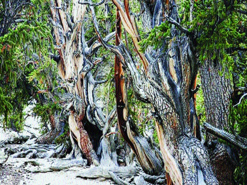 Ginkgo trees that live more than 1000 years! | १००० वर्षांपेक्षा अधिक जगणारी जिन्कगो झाडे!