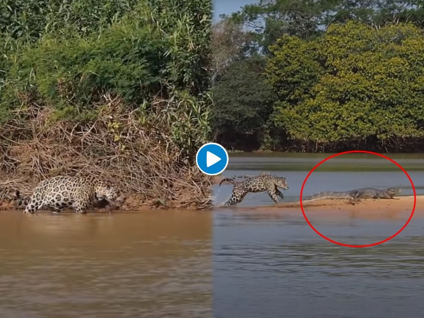 Jaguar kills crocodile video goes viral on internet | Viral Video: जॅग्वारने केली पाण्यातील मगरीची अशी शिकार की, व्हिडिओ पाहुनच धडकी भरेल