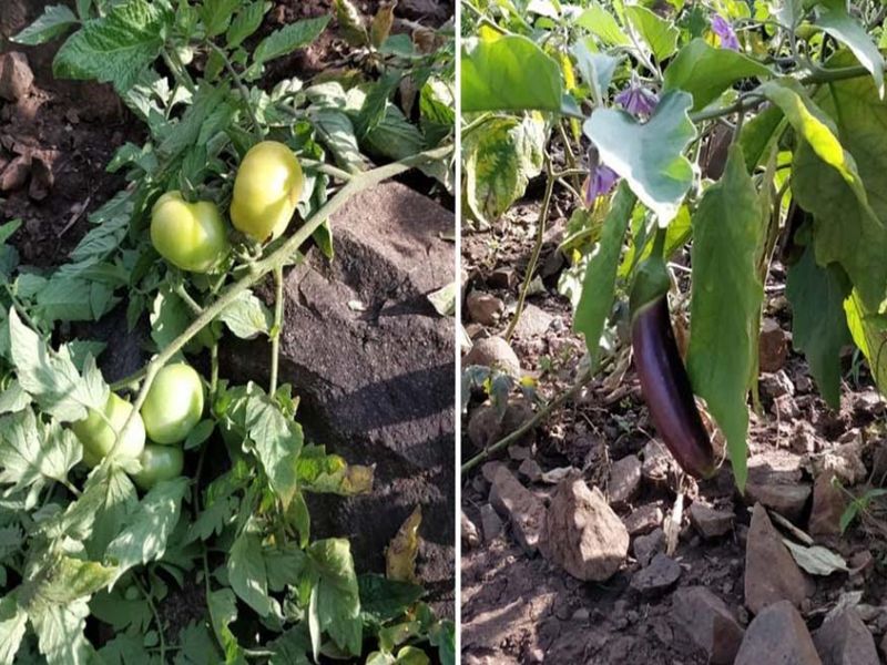 farmer Patale agriculture jalgaon positive story | पटले कुटुंबाची किमया, ओसाड डोंगरात फुलवली फळबाग