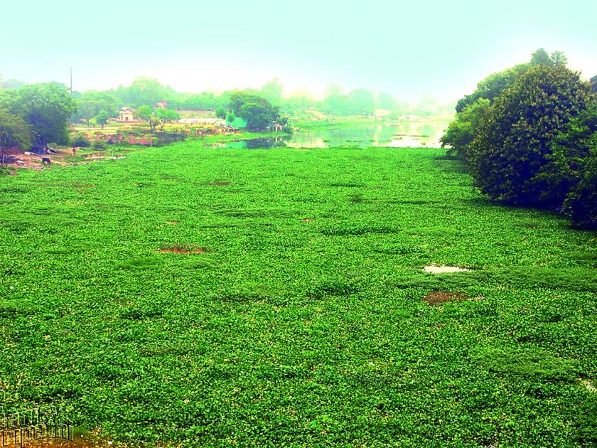 Movement to remove hyacinth | जलकुंभी काढण्यासाठी हालचाली