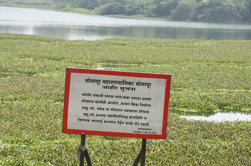 Sauvapani lake of Sambhaji Tiwhora is located in Solapur | सोलापुरातील संभाजी तलावाला जलपर्णीचा विळखा सुटेना