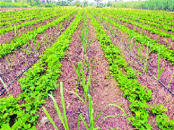 Palus taluka Taryl Laxa irrigation schemes-: Water available for agriculture | पलूस तालुक्यास तारले उपसा सिंचन योजनांनी- : शेतीसाठी पाणी उपलब्ध