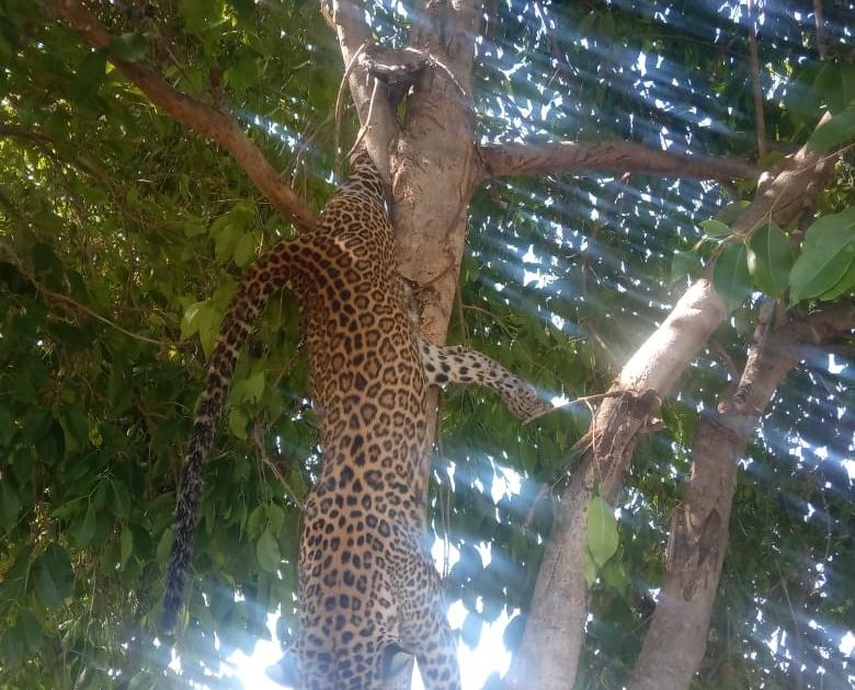 Leopard dies after getting stuck in a tree branch | झाडाच्या फांदीत पाय अडकून बिबट्याचा मृत्यू