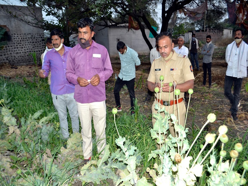 Police raid on opium poppy fields; Two lakh worth of property confiscated | अफूच्या शेतात पोलिसांचा छापा; पावणे दोन लाखांचा मुद्देमाल जप्त