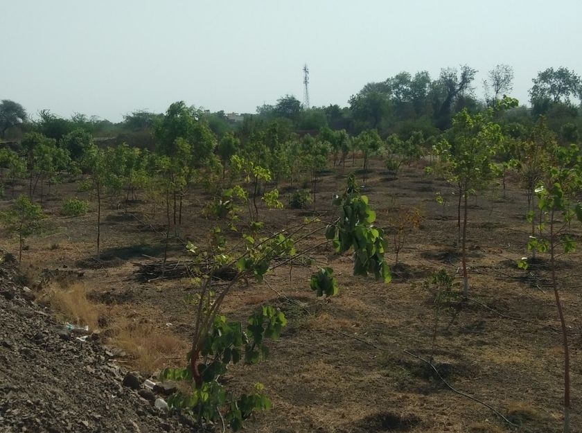  In Jambar, there was a tremendous tree in the initiative of youths | जामनेर येथे युवकांच्या पुढाकारातून बहरली वृक्षवल्ली
