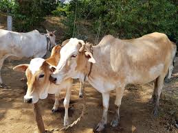 11 animal deaths due to poisoning by unknown person in Mulshi taluka | मुळशी तालुक्यात अज्ञाताने केलेल्या विषप्रयोगामुळे ११ जनावरांचा मृत्यू 