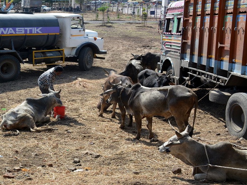 Police arrested the truck carrying an animal to the slaughterhouse in Hingoli | हिंगोलीत कत्तलखान्याकडे जनावरे नेणारा ट्रक पोलिसांनी पकडला