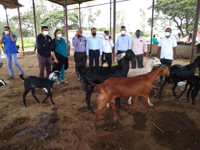 Vaccination of 5,700 animals and medical treatment of 2,500 animals in the district | जिल्ह्यात 5 हजार 700 जनावरांचे लसीकरण, 2500 जनावरांवर औषधोपचार