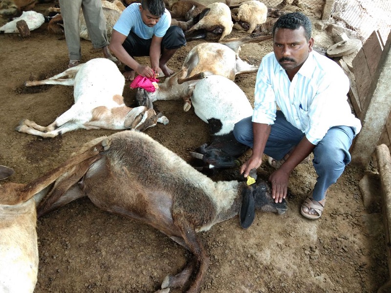 Poisoning from gutta: 14 animals survived | गवतातून विषबाधा : राहुरीत १४ जनावरे दगावली