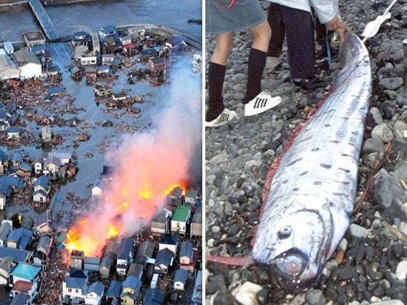 Japan fears earthquake and tsunami after rare fish caught on sea surface | जपानमध्ये पुन्हा एकदा त्सुनामीची चर्चा; या रहस्यमयी माशामुळे वाढली चिंता!