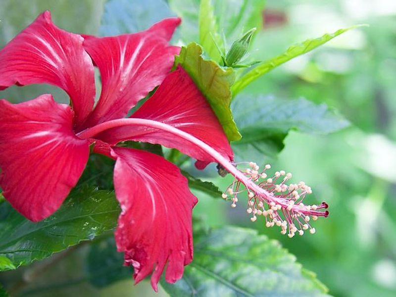 Health benefits of hibiscus flower for blood pressure hair Diabetes Anemia Cholesterol | शरीराच्या अनेक आजारांवर मात करते जास्वंदाचं फूल!