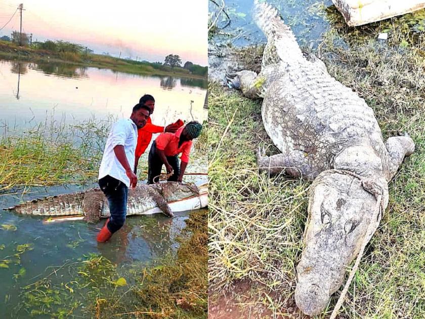 A huge 7 feet long crocodile was found dead in Jayakwadi Nathsagar dam | Crocodile :जायकवाडी धरणात मृतावस्थेत आढळली 7 फूट लांबीची महाकाय मगर