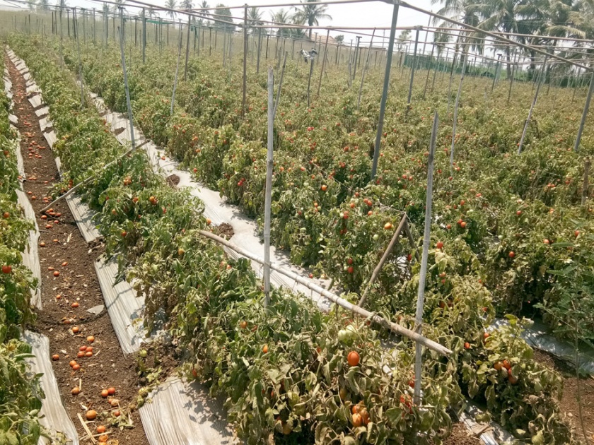 Due to inward growth, the rate of tomatoes collapsed, the left flocks left in the crop | कोल्हापूर : आवक वाढल्याने टोमॅटोचे दर गडगडले,  कोथळीत उभ्‍या पिकात सोडल्या मेंढ्या