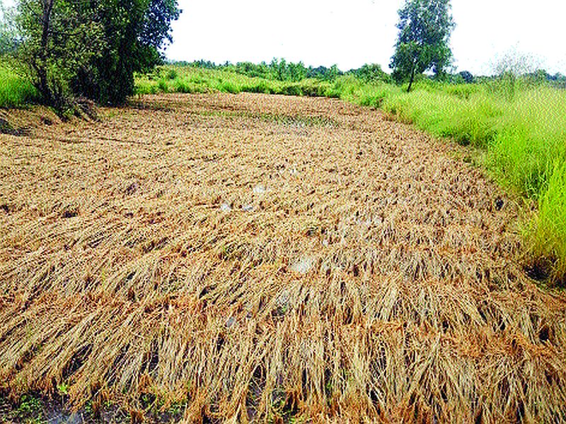 Loss of paddy in the field; Farmers in the district are worried | भिवंडीत भातशेतीचे नुकसान; तालुक्यातील शेतकरी चिंतातुर