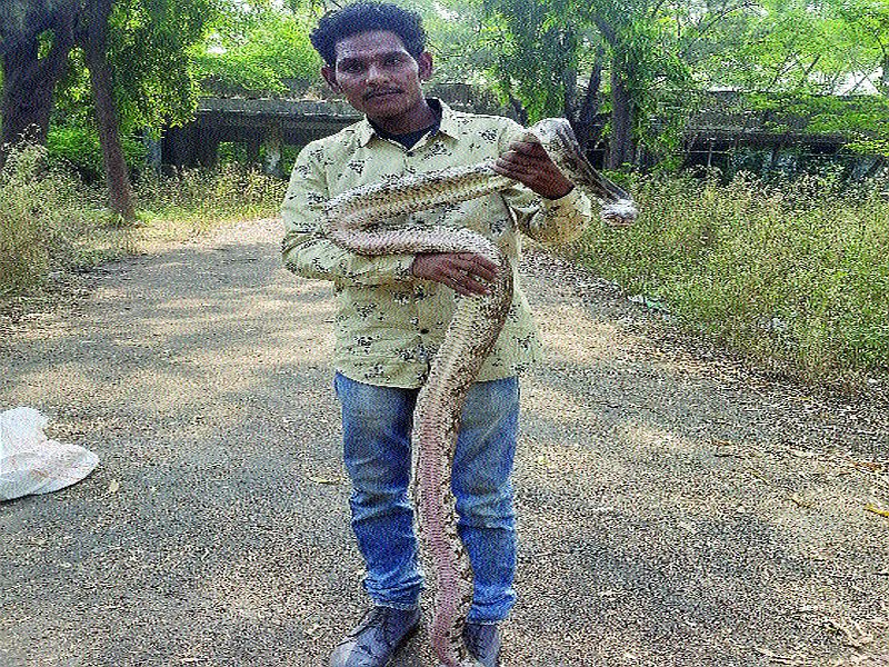 A seven-foot dragon caught by a snake mate in Ghanoli | घणसोलीत सर्पमित्राने पकडला सात फुटांचा अजगर
