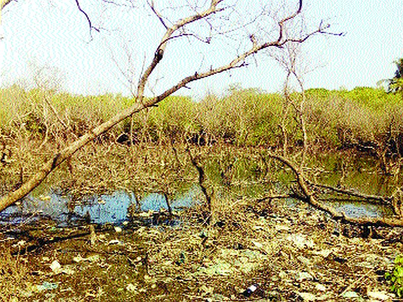 Landfill bark in Kandavalan at Uttan | उत्तन येथे कांदळवनात भूमाफियांचा धुडगूस