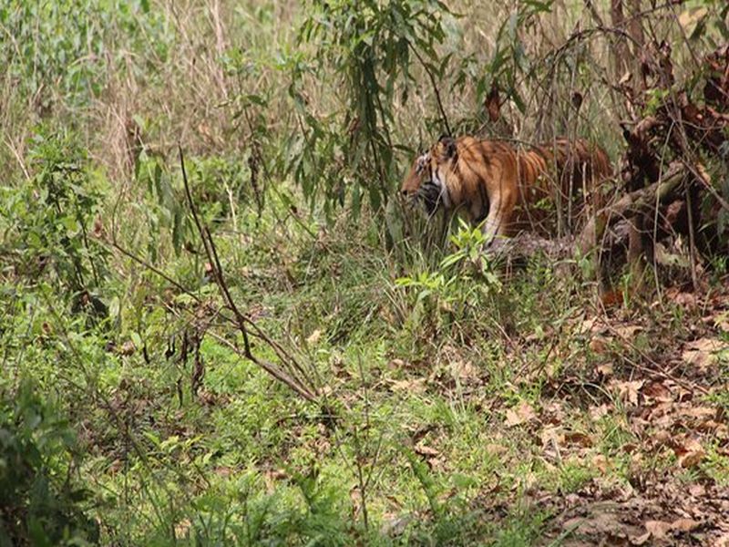 Kanhalgaon Wildlife Sanctuary to be set up soon; Begin to know the opinions of villagers | कन्हाळगांव वन्यजीव अभयारण्य लवकरच‌ होणार; गावकऱ्यांची मतं जाणून घेण्यास सुरुवात 