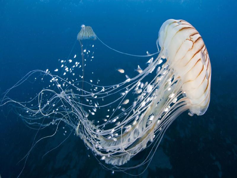  Jellyfish attack for five tourists in Alibaug | अलिबागमध्ये पाच पर्यटकांवर जेली फिशचा हल्ला
