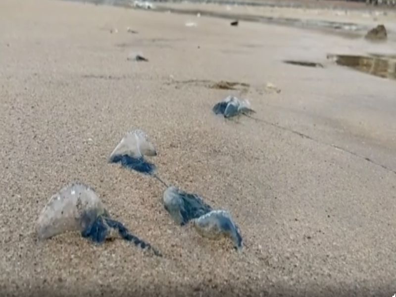 jellyfish on juhu silver beach | जुहू सिल्व्हर बीचवर आले जेलीफिश, नागरिकांमध्ये भीतीचे वातावरण