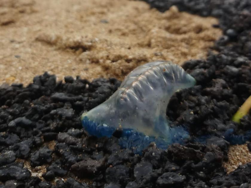 Jellyfish terror now with oily tar balls on Juhu beach | जुहू बीच वर आता तेलकट टार बॉलसह  जेली फिशची दहशत