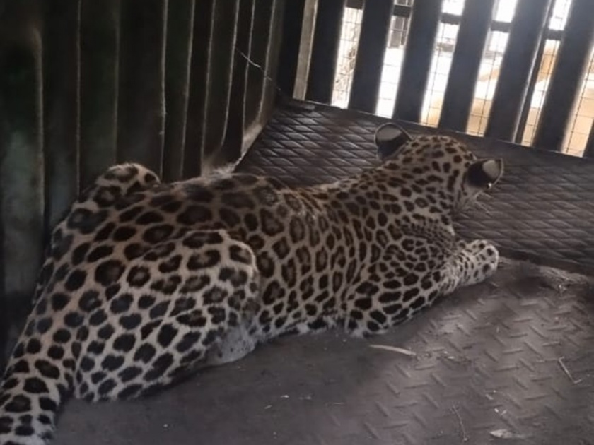 Pune: Leopard jailed in Houdbagh, three more leopards suspected; A climate of fear among citizens | Pune: हौदबागमध्ये बिबट्या जेरबंद, अजून तीन बिबट्या असल्याचा संशय; नागरिकांमध्ये भीतीचे वातावरण