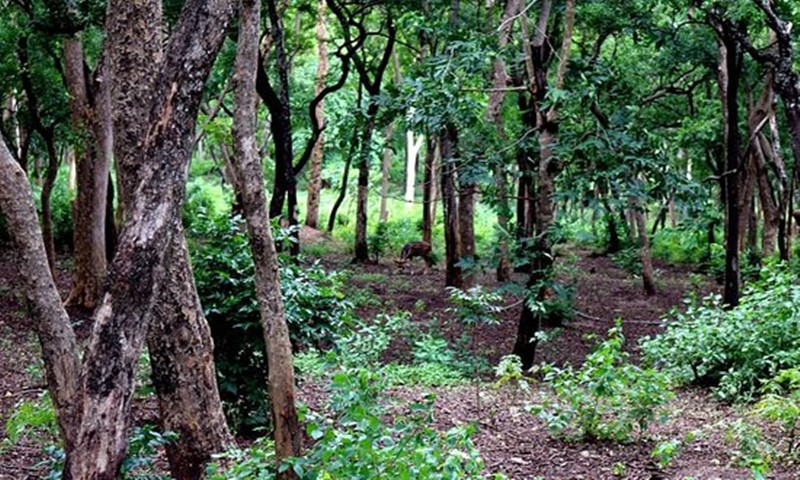 428 sandalwood trees cut down in Patna Devi forest, two officers suspended | पाटणादेवी जंगलात चंदनाच्या ४२८ झाडांची कत्तल, दोन अधिकारी निलंबित