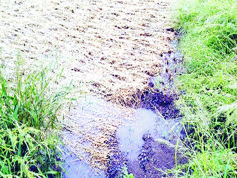 The seedlings sown in Kinhwali were soaked in rain | किन्हवलीत कापलेली रोपे पावसात भिजली; शेतकरी हवालदिल