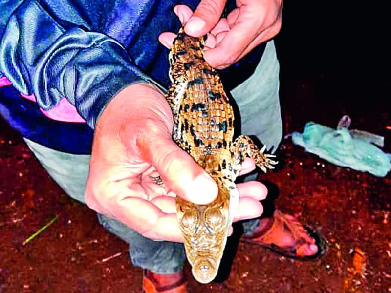 Crocodile cubs found on Khanapur watershed; give at Rajiv Gandhi Zoo | खानापूर पाणवठ्यावर आढळले मगरीचे पिल्लू; राजीव गांधी प्राणिसंग्रहालयात केले सुपुर्द