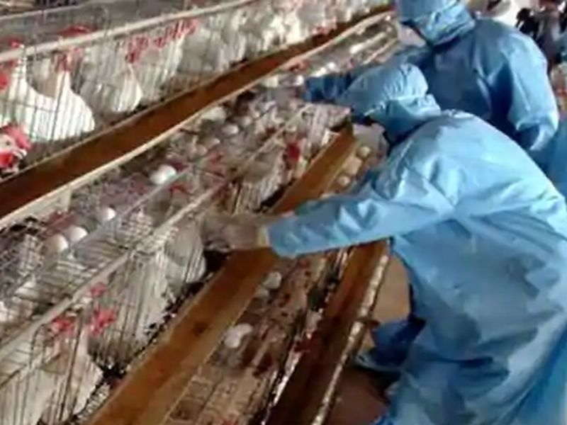 Bird Flu in Maharashtra: Outbreak of bird flu in Satara; Instructions for disposal of hens | Bird Flu in Maharashtra: साताऱ्यात बर्ड फ्लूचा शिरकाव; कोंबड्याची विल्हेवाट लावण्याची सूचना  