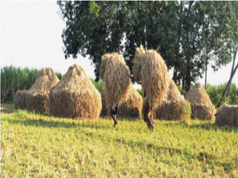 Paddy cultivation completed in Vasai taluka | वसई तालुक्यात भातकापणीची कामे पूर्ण