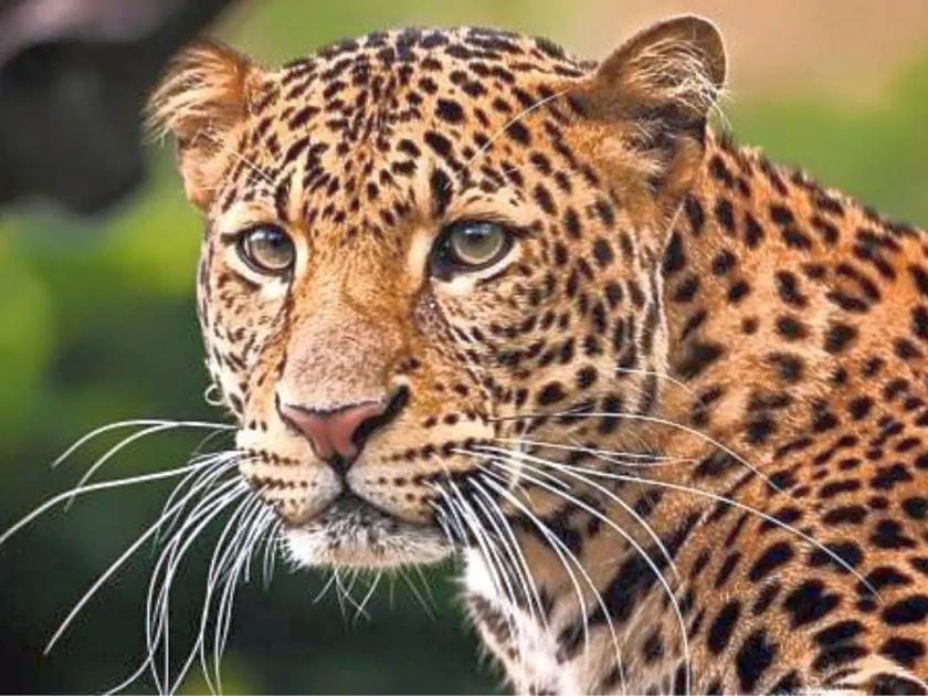 Leopard terror in Amravati-Paratwada and tiger in Jarud; fear among citizens | अमरावती-परतवाड्यात बिबट, जरुडात वाघाने फोडली डरकाळी; नागरिकांमध्ये भीती