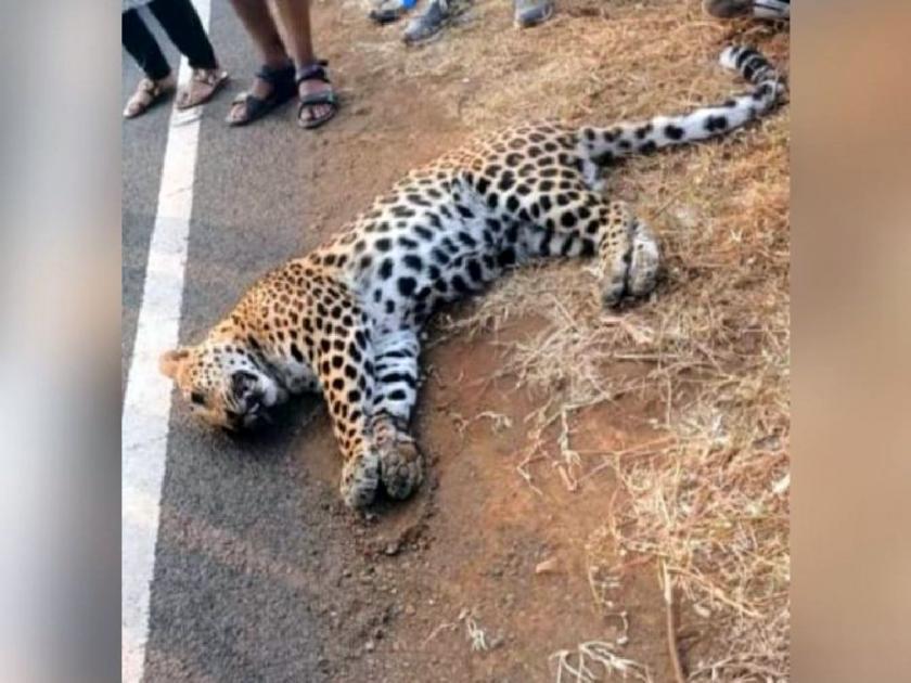 A female leopard was killed in a collision with an unknown vehicle | अज्ञात वाहनाच्या धडकेत मादी बिबट जागीच ठार