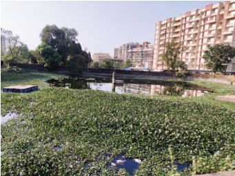 The cleaning of ponds in cities is limited to the festival period | शहरांतील तलावांची स्वच्छता उत्सव काळापुरतीच मर्यादित