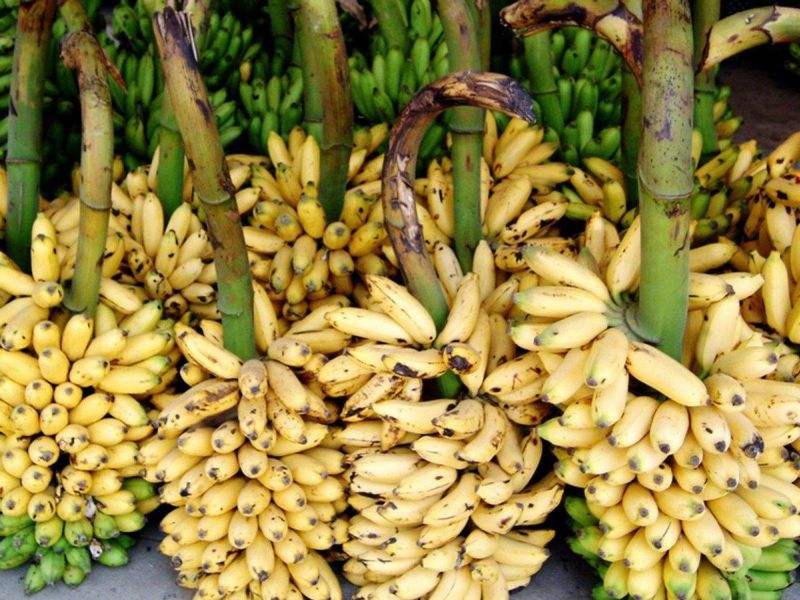 Eleven hundred rupees a quintal of bananas at six hundred rupees | वर्धा जिल्ह्यात अकराशे रुपये क्विंटलची केळी सहाशे रुपयांवर