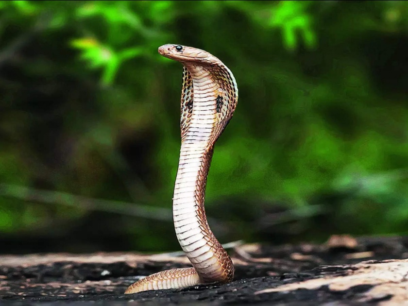 A state in India where no snakes are found at all is called Snake Free State! | भारतातील एक असं राज्य जिथे अजिबात आढळत नाही साप, म्हटलं जातं स्नेक फ्री स्टेट!
