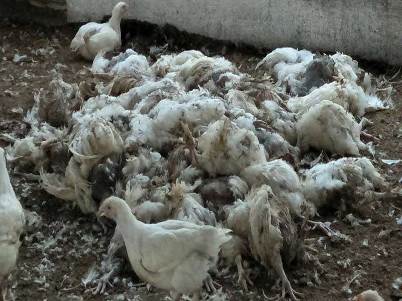 Bird Flu: Shocking! In Amravati, 28 hens were suddenly slaughtered; Add to the administration's concern | Bird Flu: धक्कादायक! अमरावतीत अचानक २८ कोंबड्या दगावल्या; बर्ड फ्लूची भीती, प्रशासनाच्या चिंतेत भर