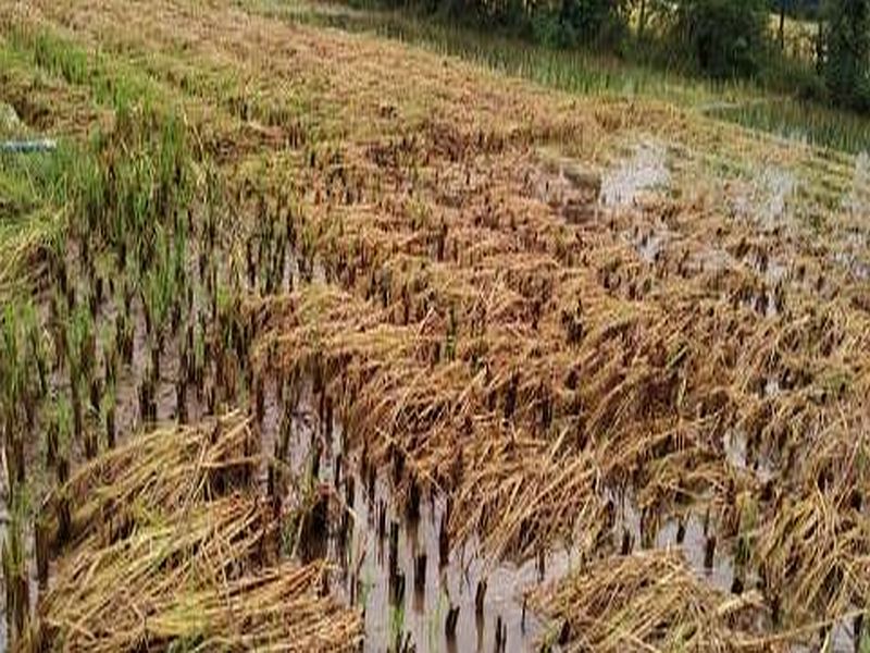 20 lakh hectares of crop affected in western Vidarbha | पश्चिम विदर्भात २० लाख हेक्टरील पीक बाधित 