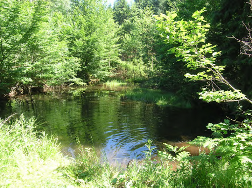 Adequate water storage in forest water bodies | जंगलातील पाणवठ्यावर पुरेसा पाणीसाठा : वनविभागाचा दावा