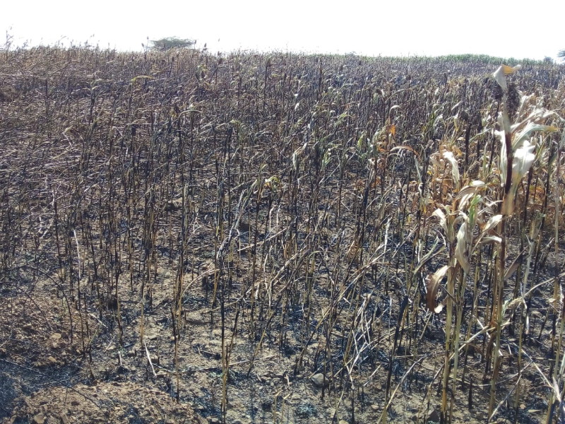 A farmer's four acres of sorghum were destroyed in a sudden fire | 'करपलं रान देवा जळलं शिवार'; बारामती तालक्यातील आगीत शेतकऱ्याची चार एकर ज्वारी खाक