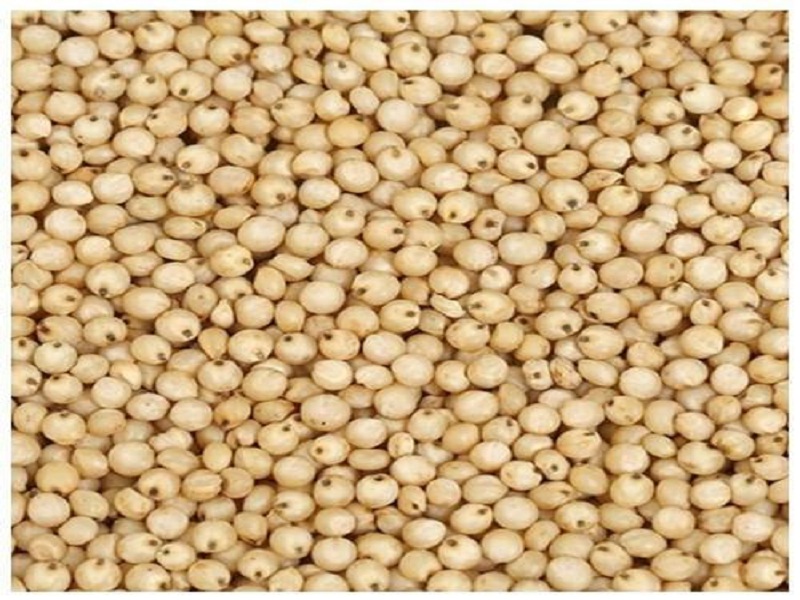 Prices of yellow jowar increased; Wheat prices are stable in Latur | लातुरात पिवळ्या ज्वारीचे भाव वाढले; गव्हाचे दर स्थिर