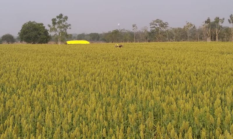 Production of 65 quintals of sorghum in three and a half acres | साडेतीन एकरात ६५ क्विंटल ज्वारीचे उत्पादन