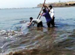 Adgaon shore shark fish gave life | आदगाव किनारी शार्क माशाला दिले जीवदान