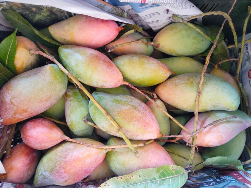 Pune residents will soon get to taste kesari this year Mangoes entered the city from Gujra | पुणेकरांना यंदा लवकरच 'केसर' ची चव चाखता येणार; गुजरामधून शहरात आंबे दाखल