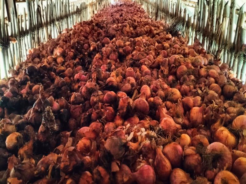 Loss of 750 bags of onions stored in the hope of getting a price; 2 farmers Havaldil of Ambegaon taluk | भाव मिळण्याची आशा; ७५० कांद्याच्या पिशव्यांचे नुकसान; आंबेगाव तालुक्यातील २ शेतकरी चिंतेत